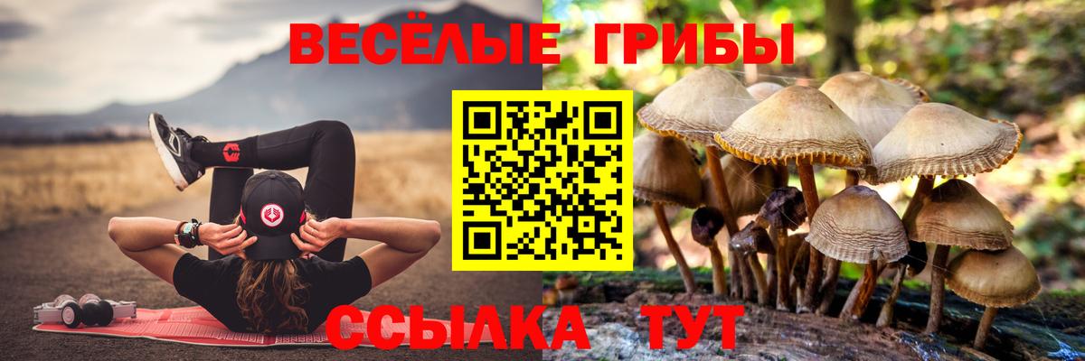 Псилоцибиновые грибы Psilocybe  Сургут 